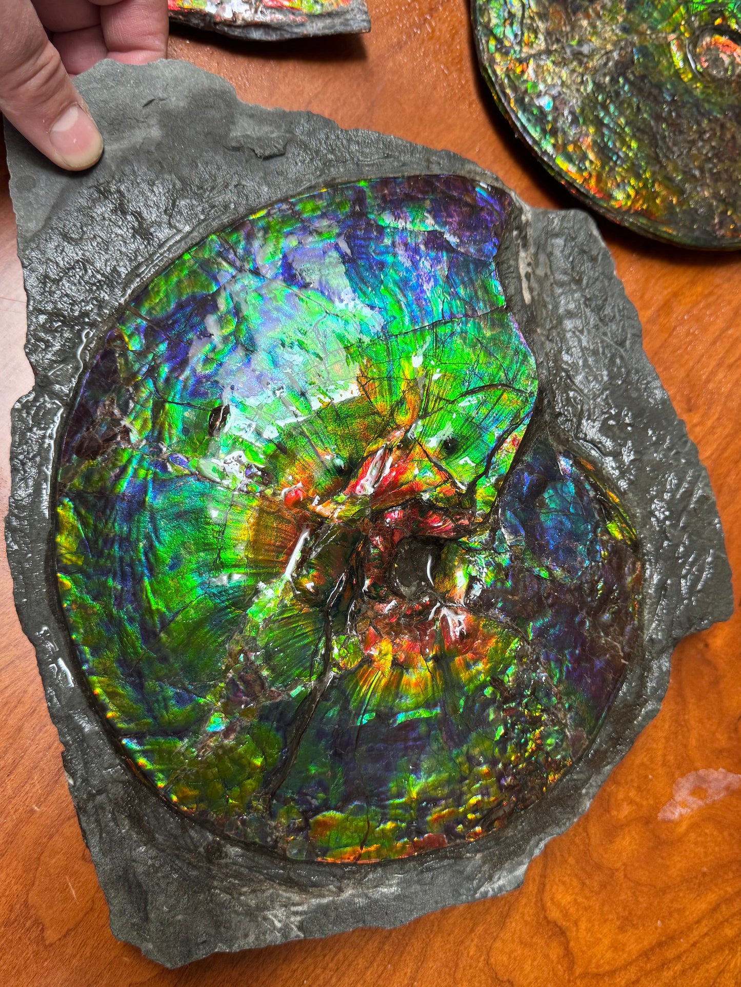 Alberta ammonite fossil Rare (intercalare)