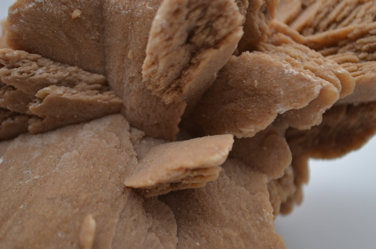 desert rose
