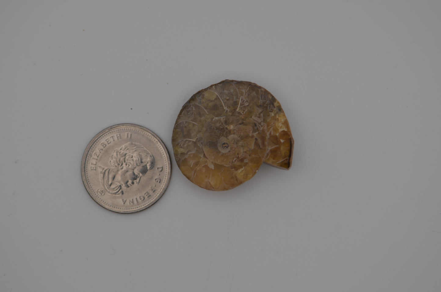 Baby ammonite