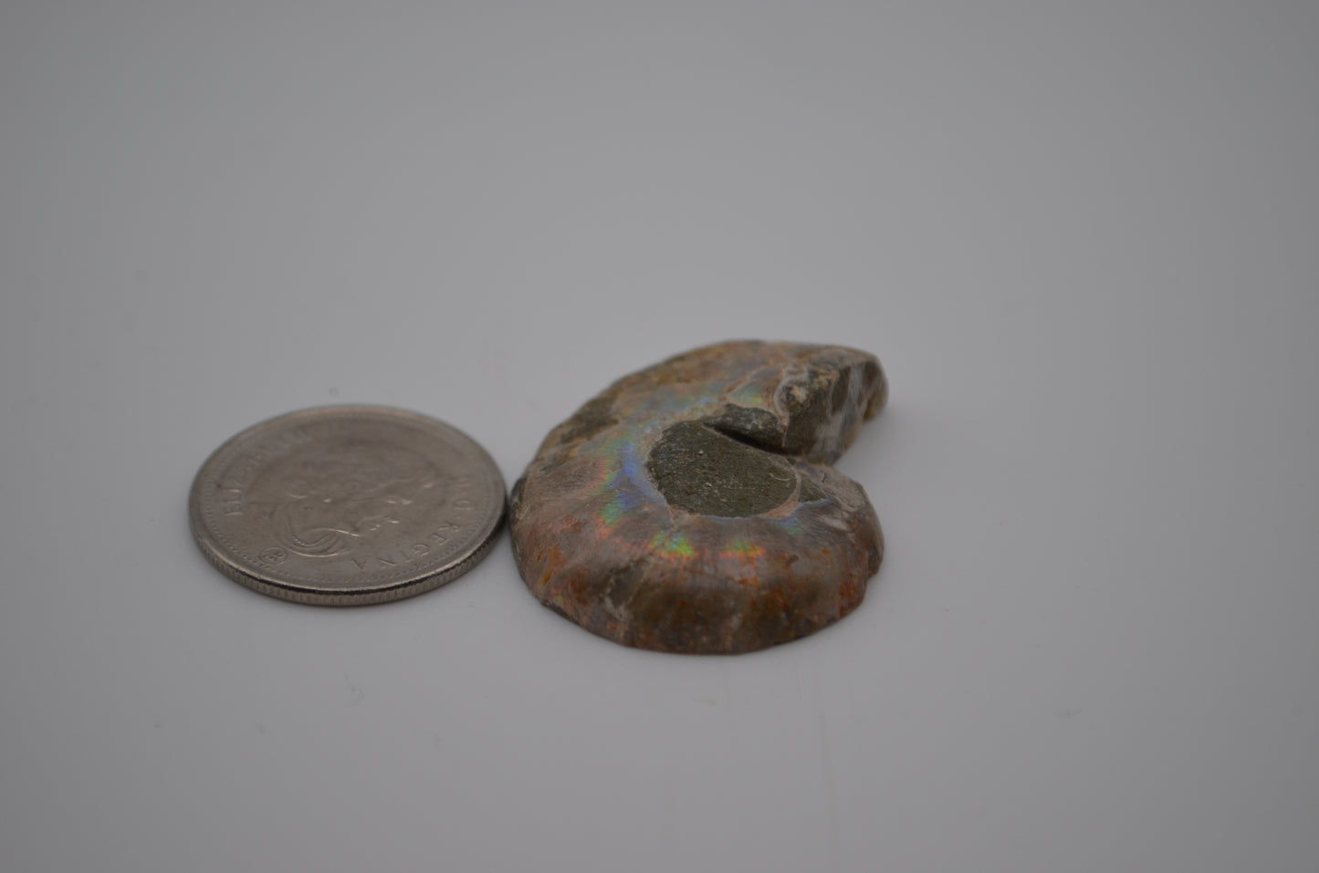 baby ammonite