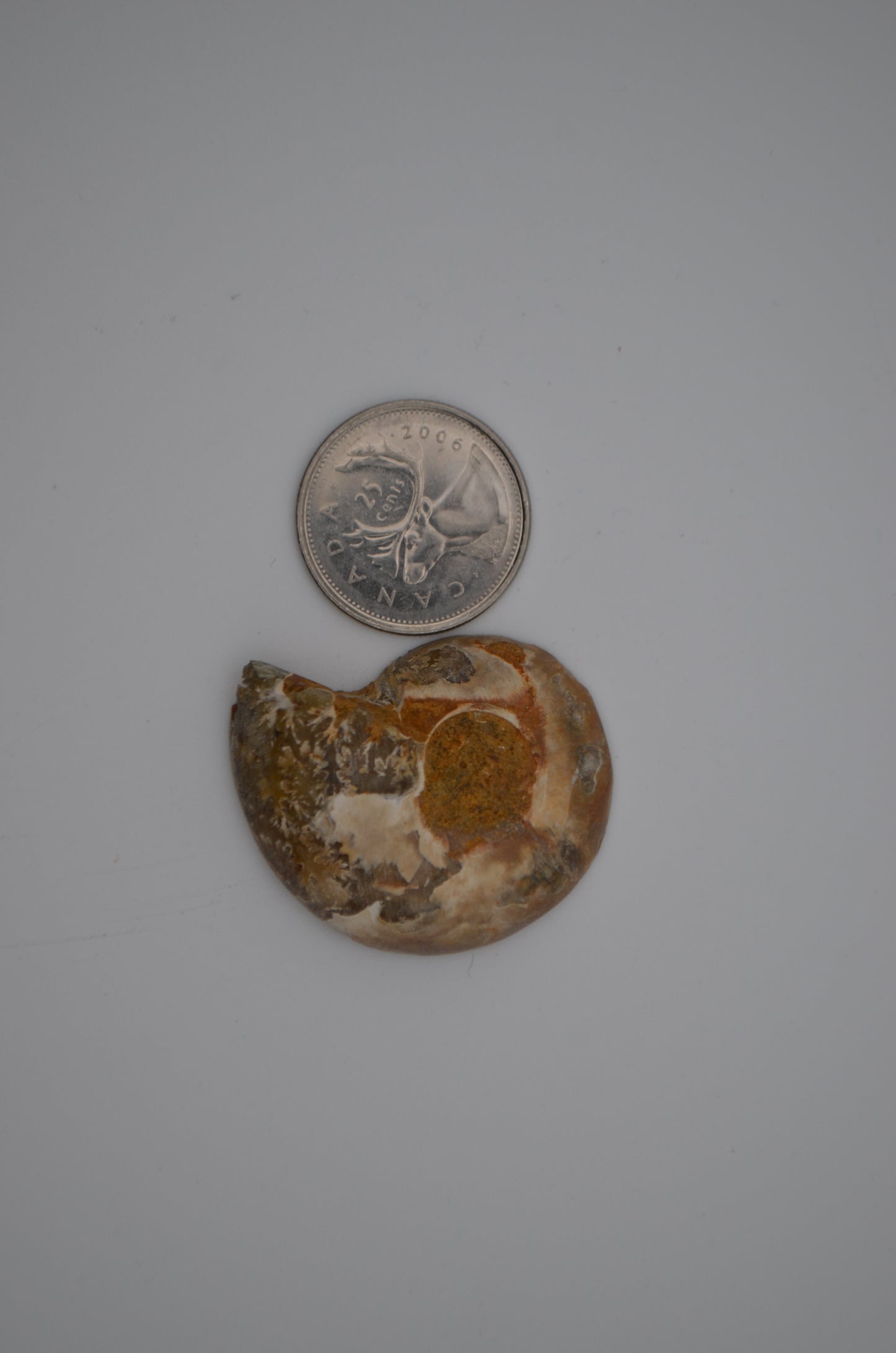 baby ammonite