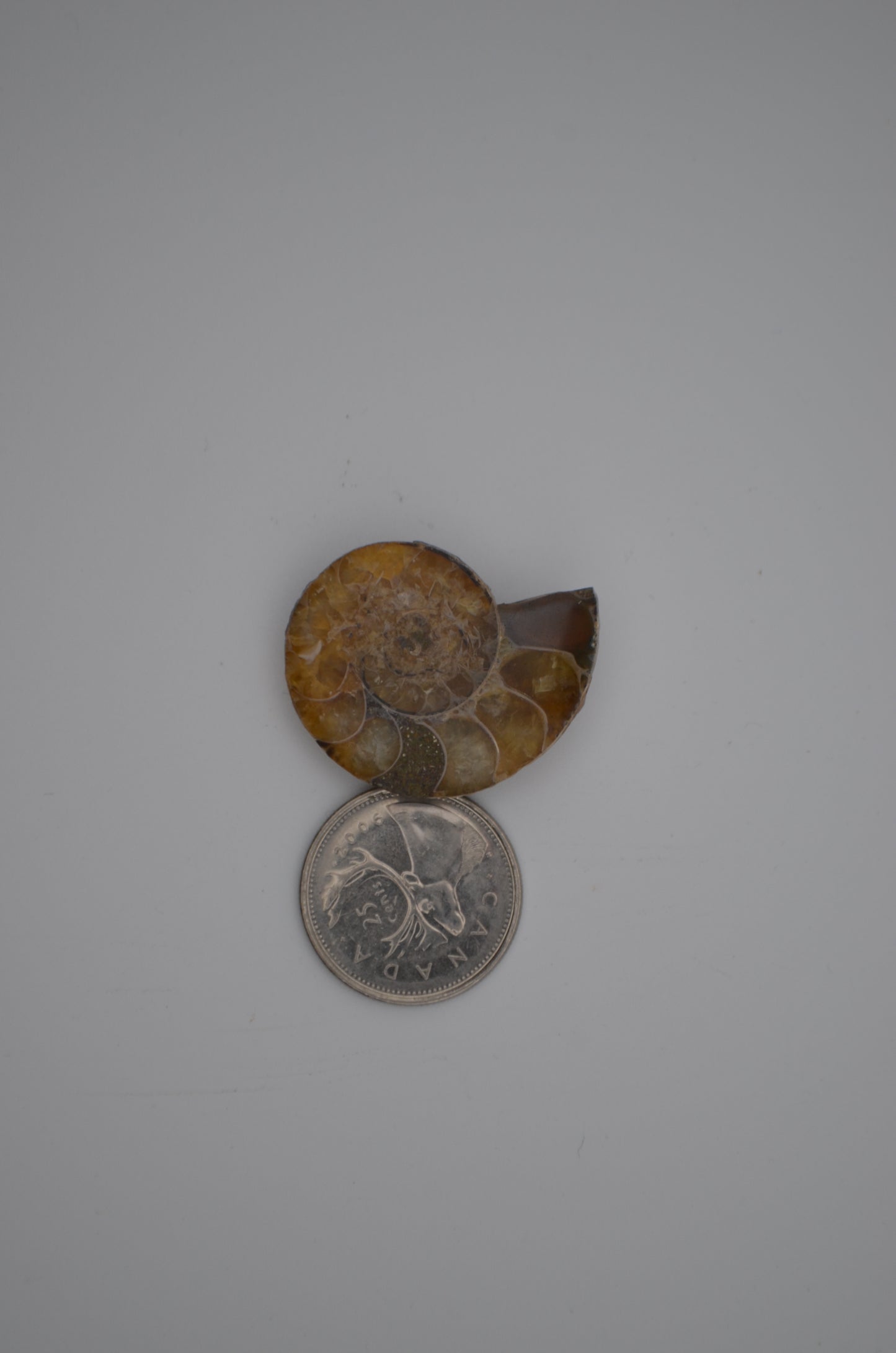 baby ammonite
