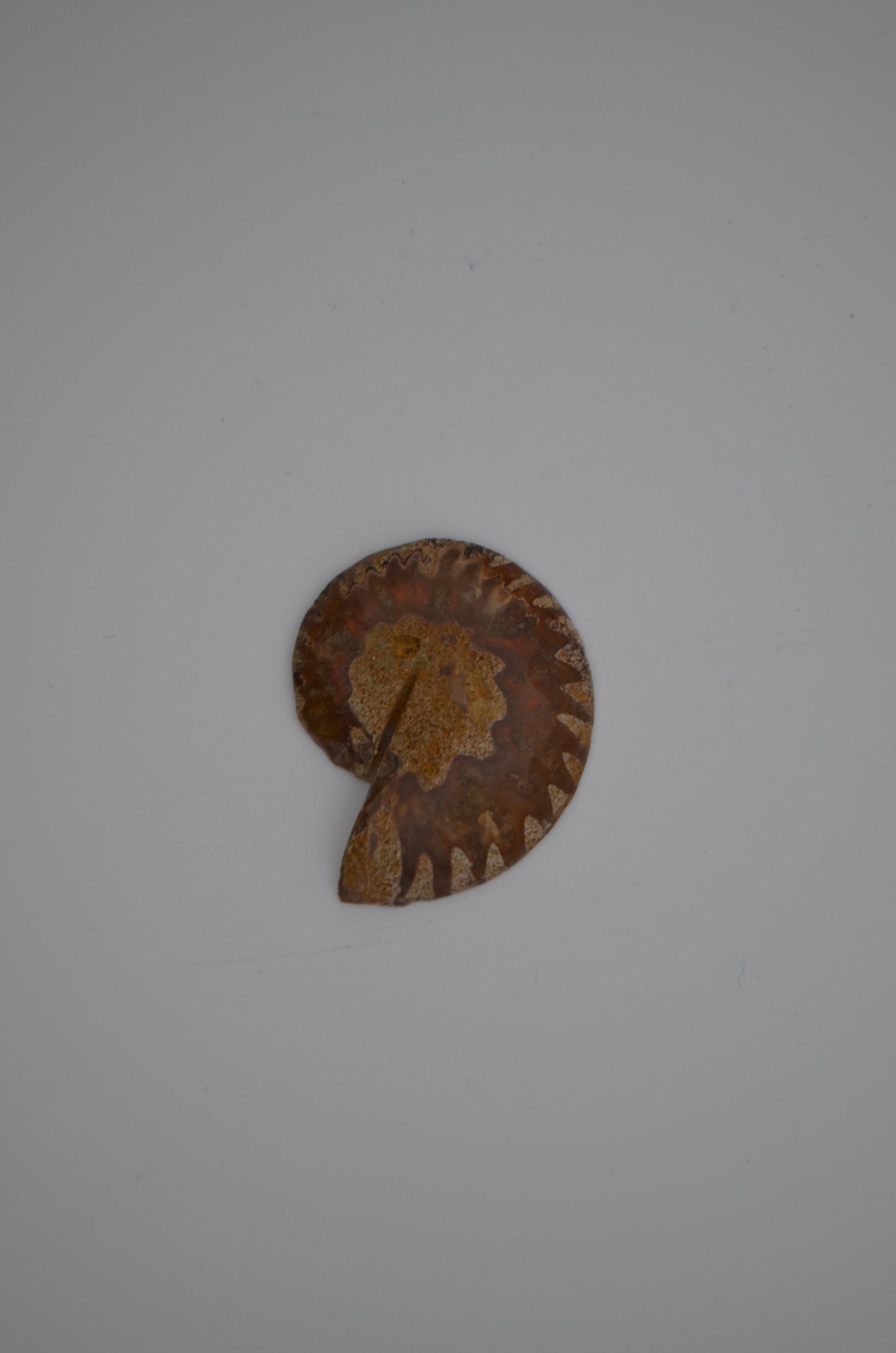 baby ammonite