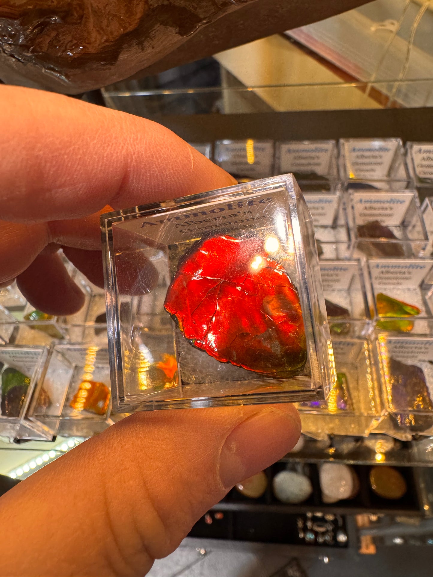 AMMOLITE collectables