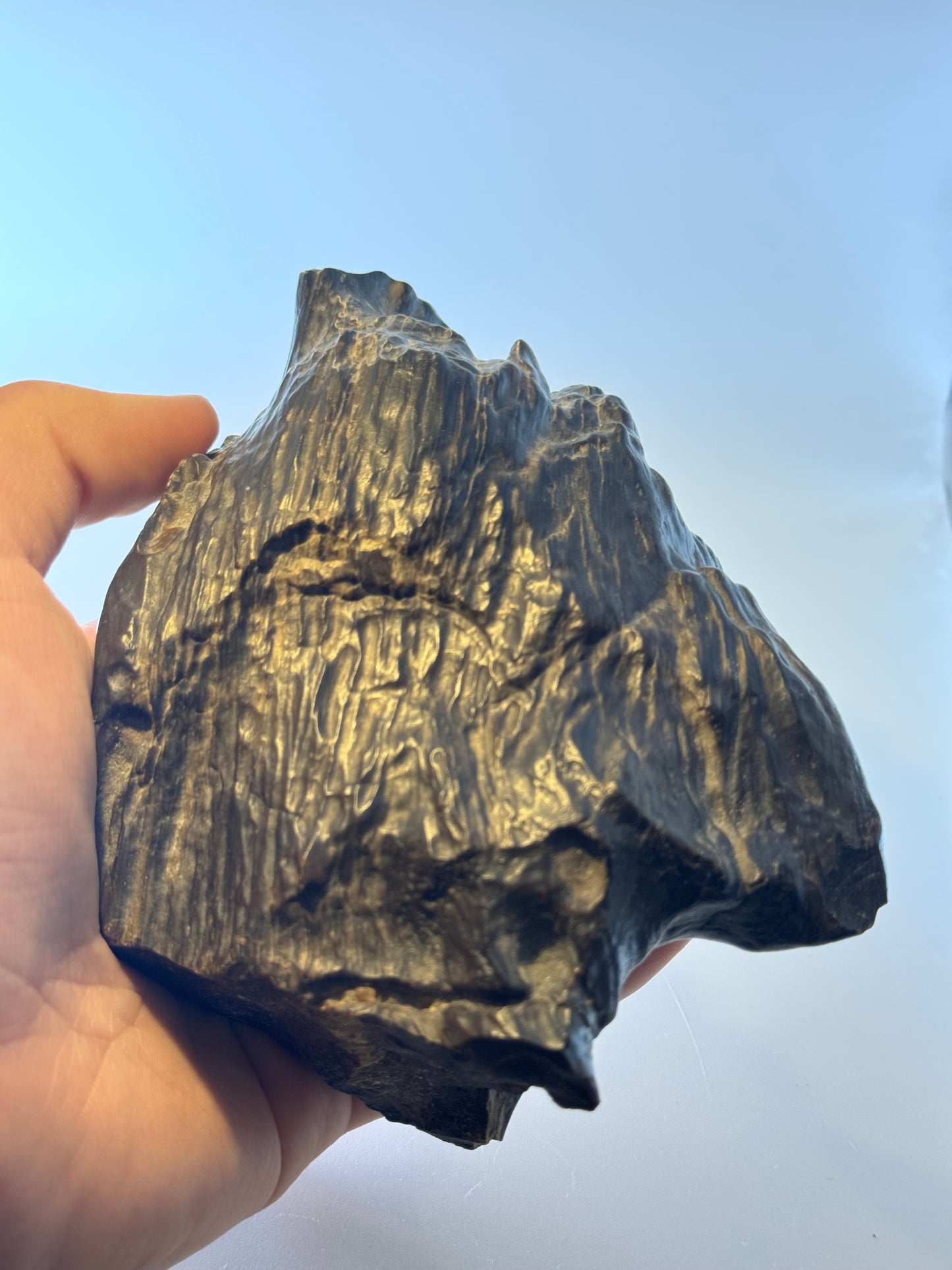 Black petrified wood