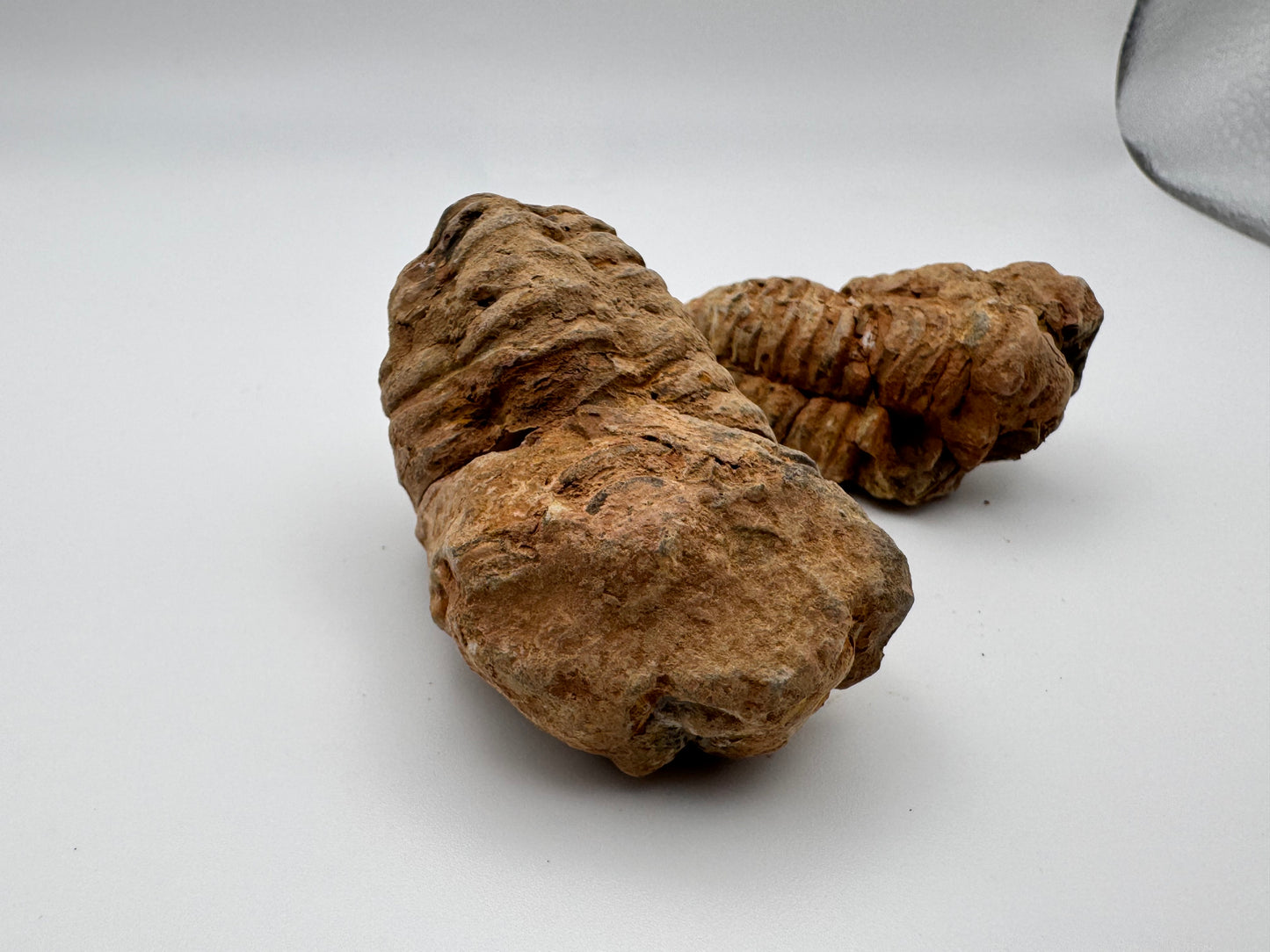 mini trilobite