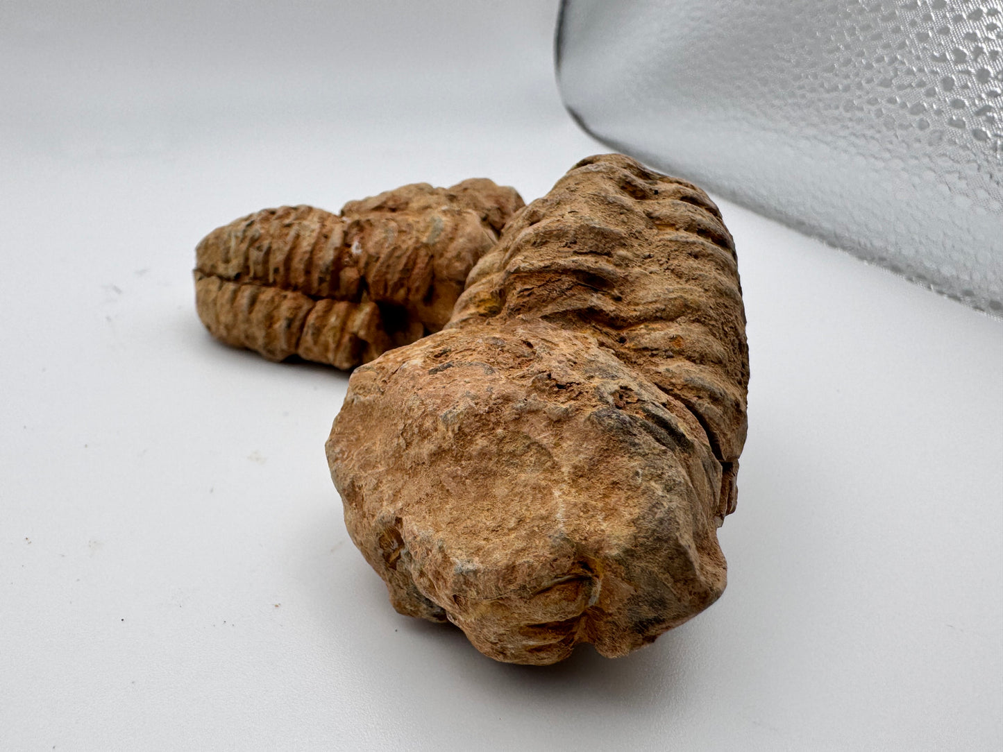 mini trilobite
