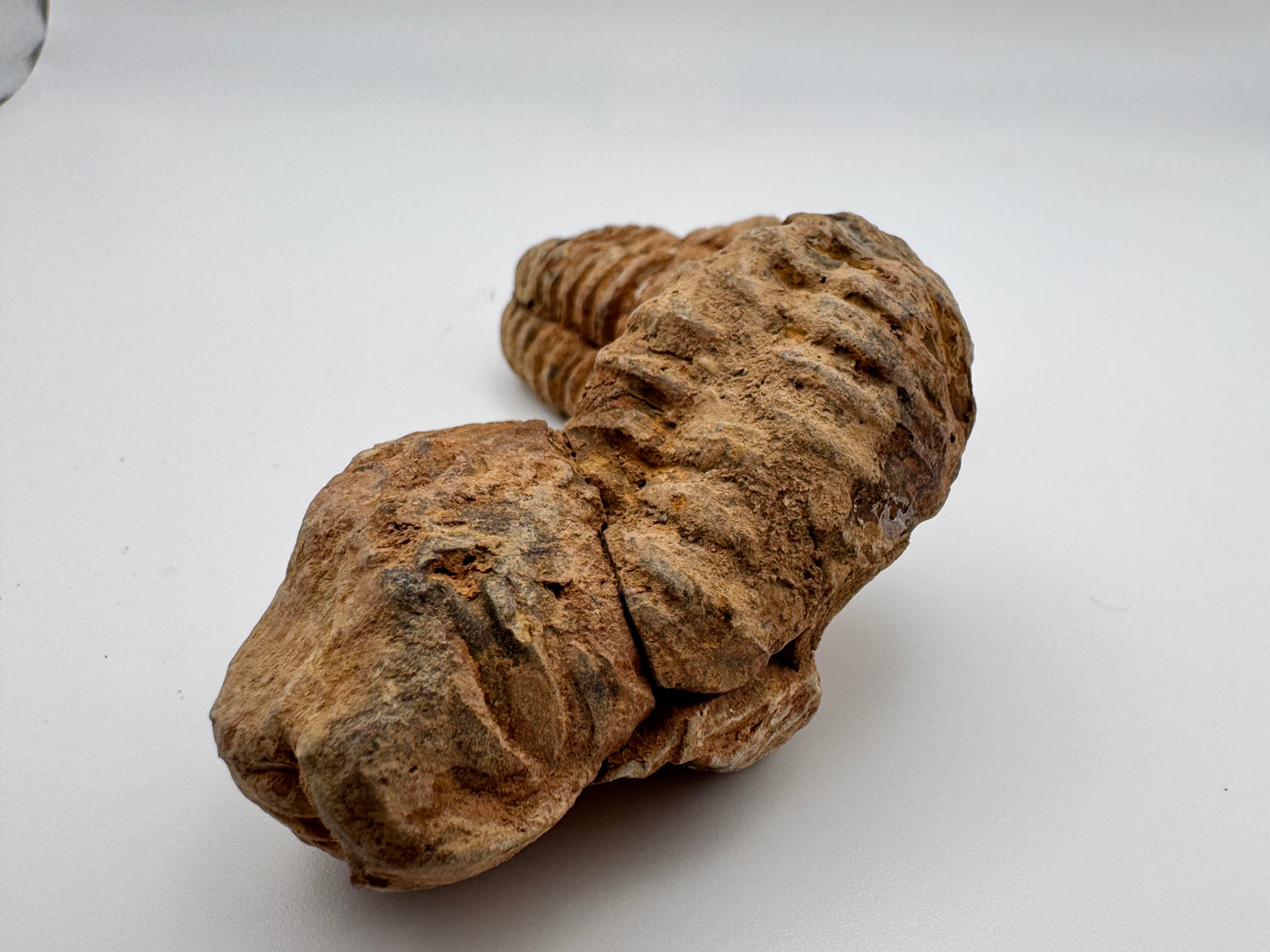 mini trilobite