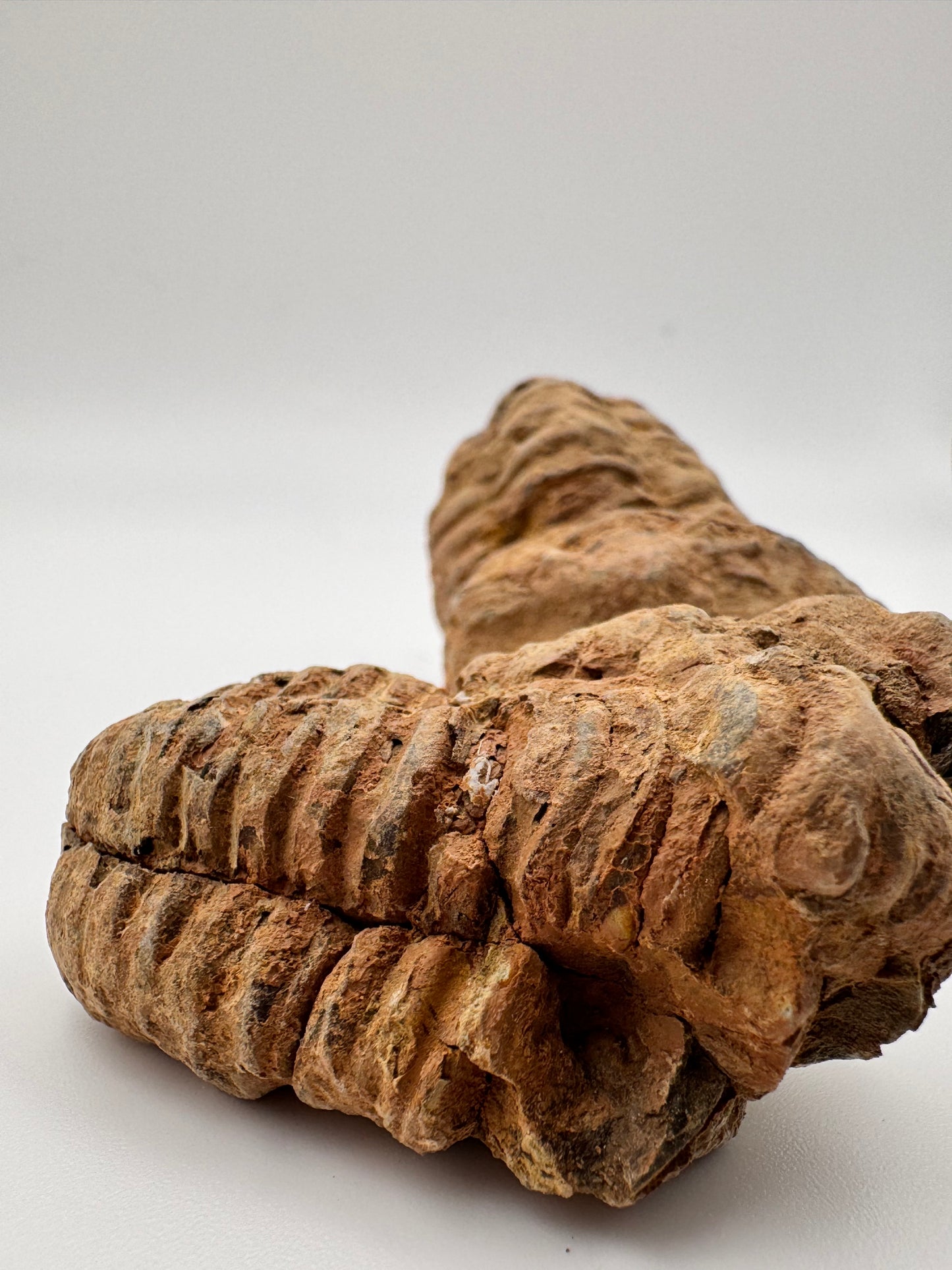mini trilobite