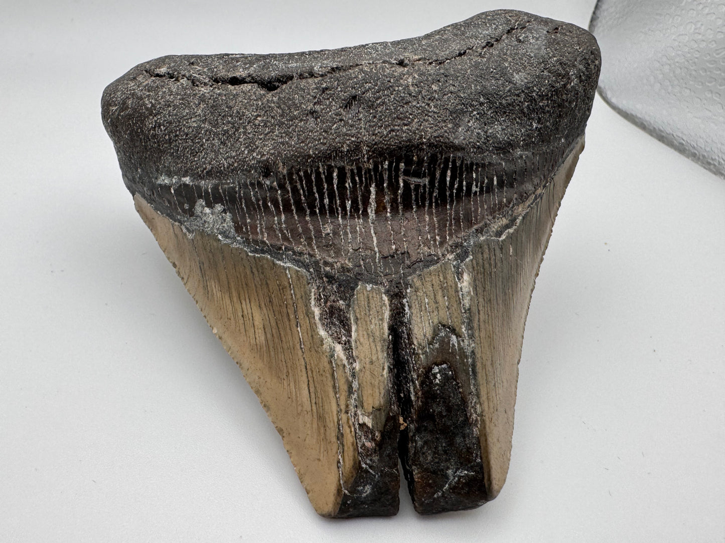 large preserved megalodon tooth