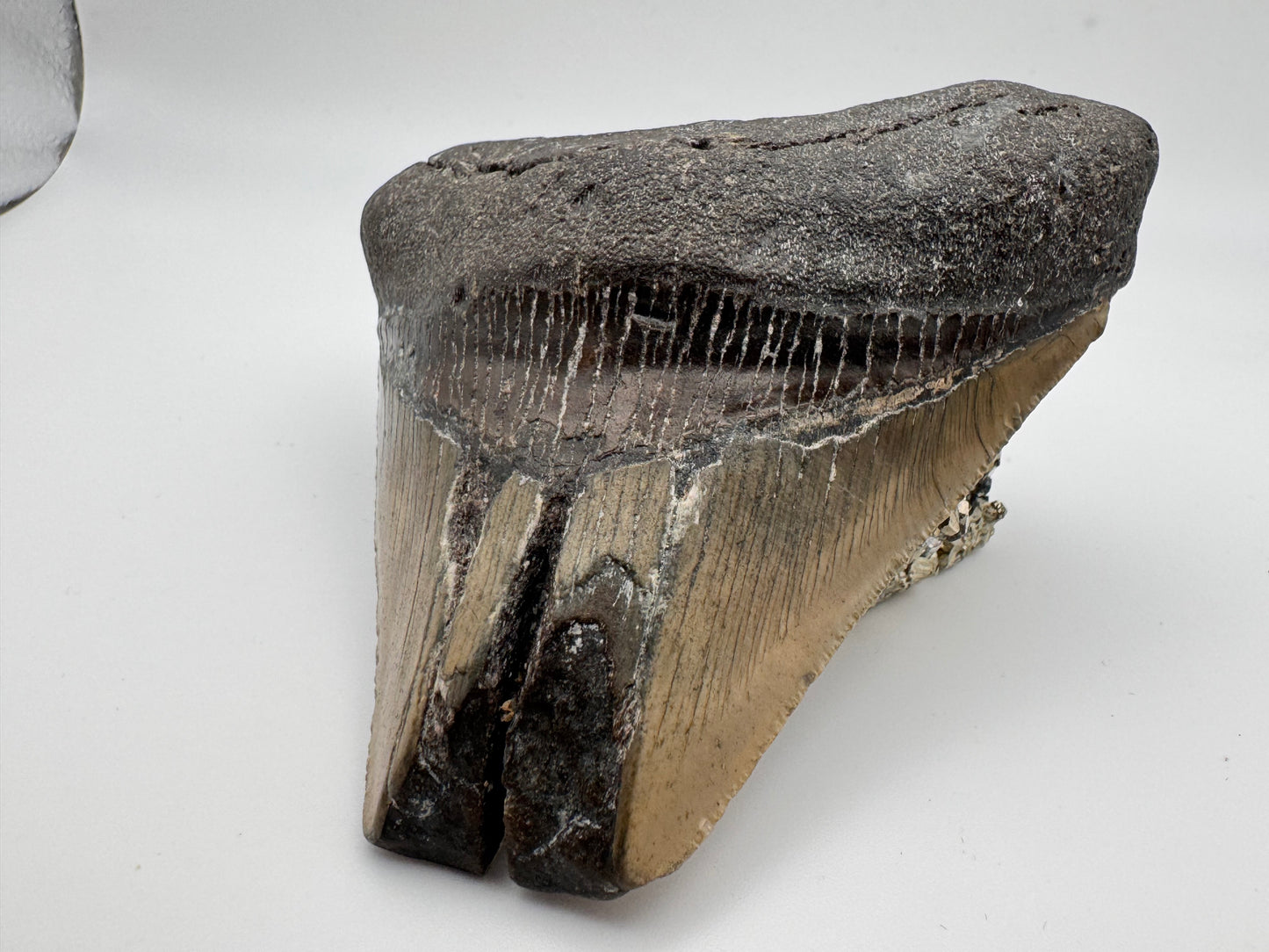 large preserved megalodon tooth