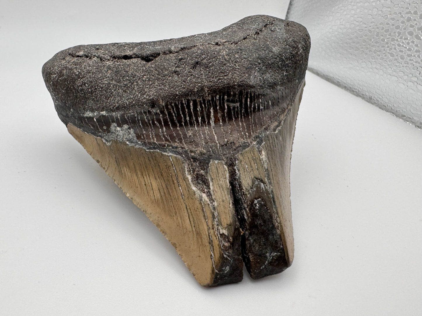 large preserved megalodon tooth