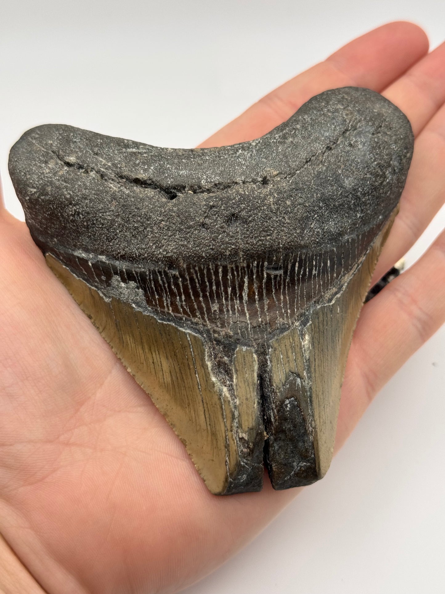 large preserved megalodon tooth