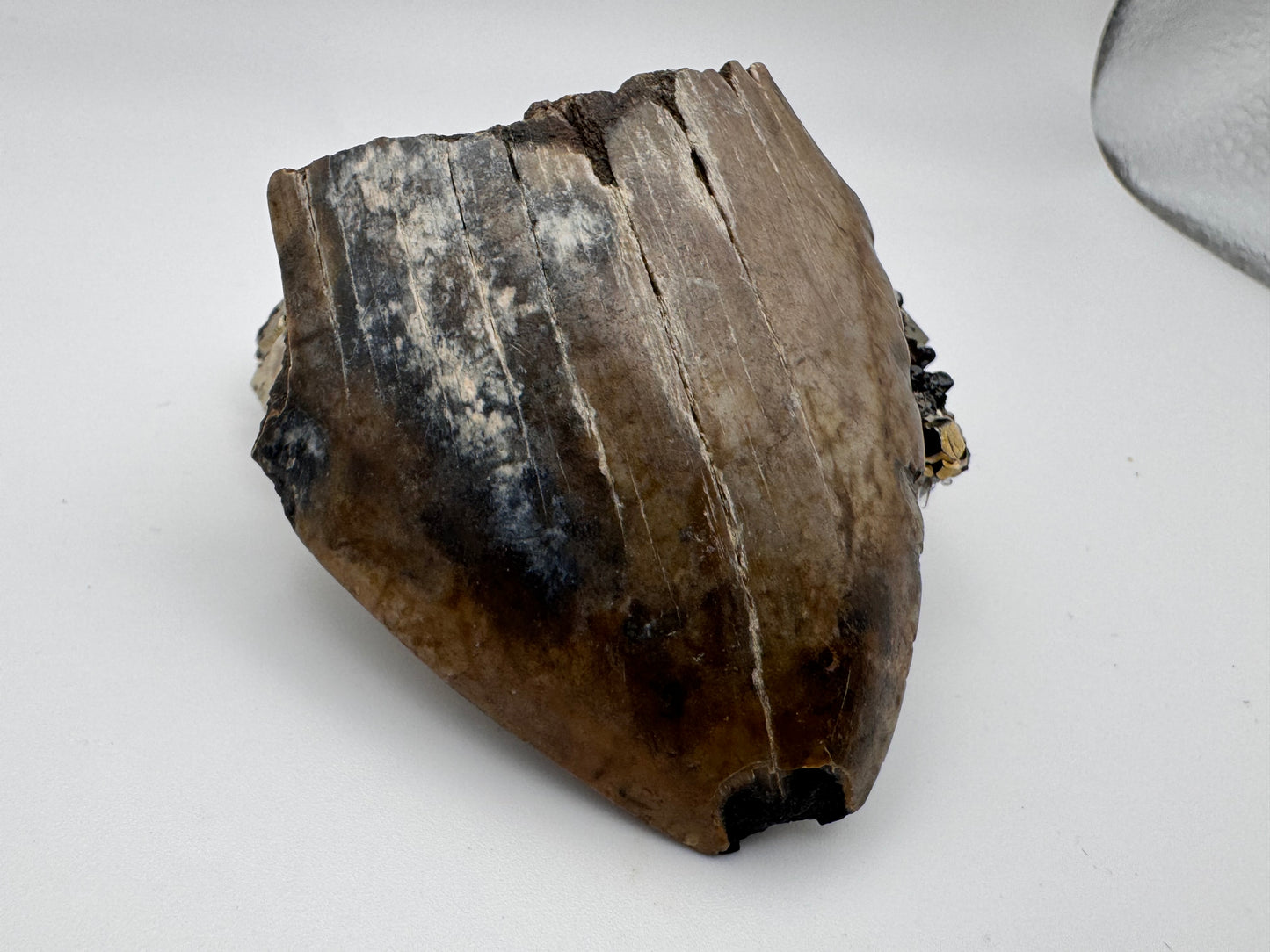megalodon tooth