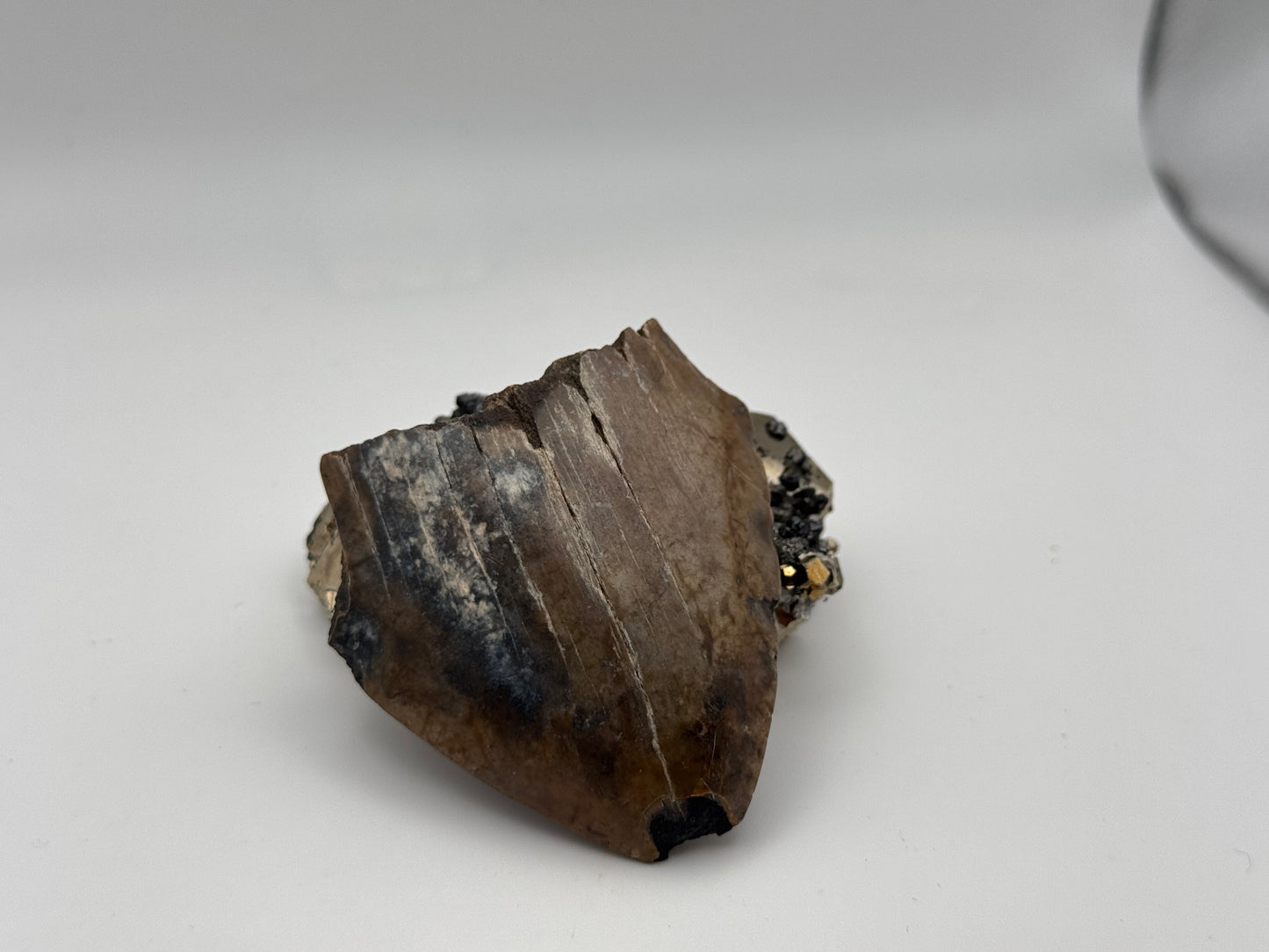 megalodon tooth