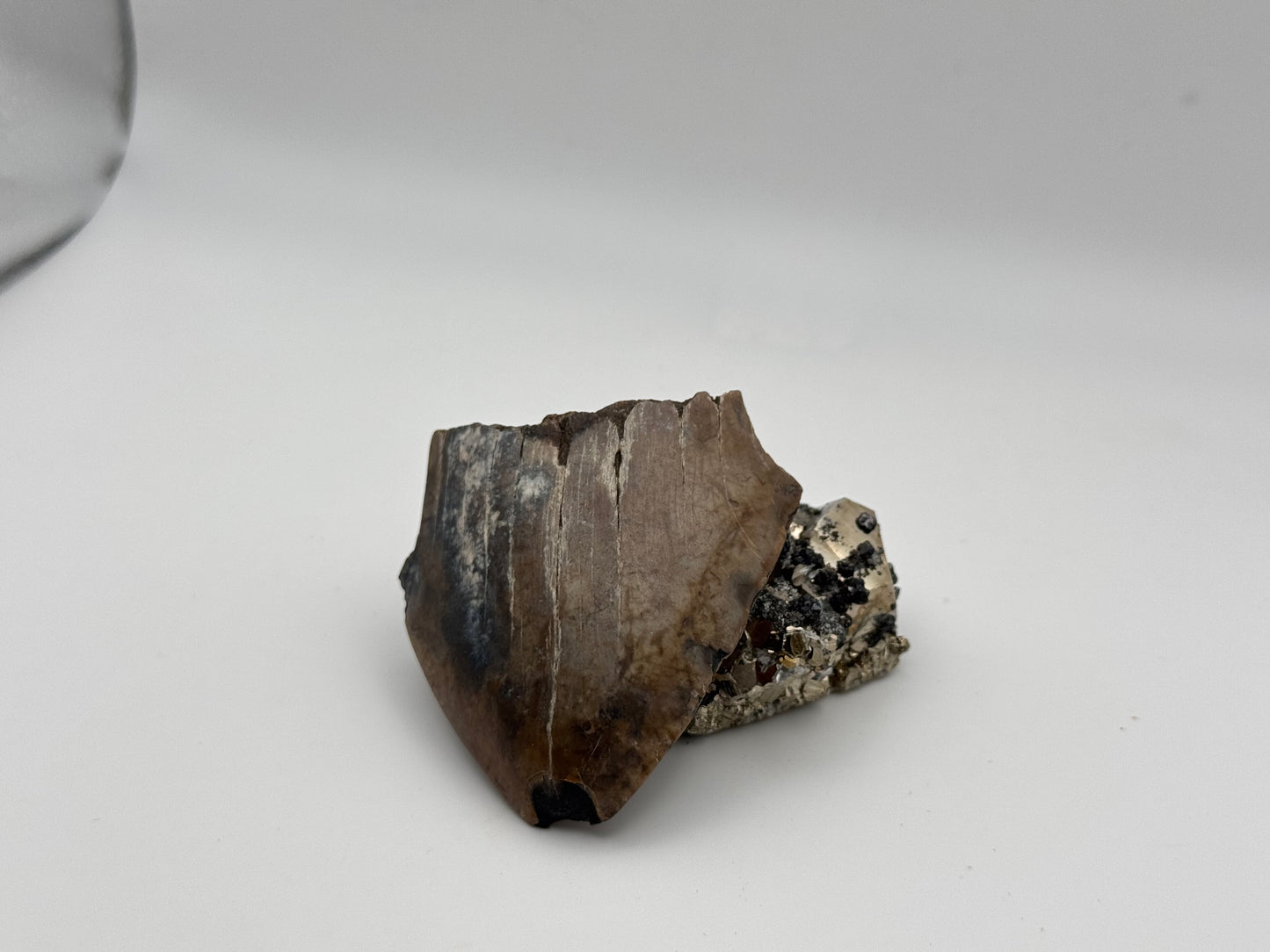 megalodon tooth