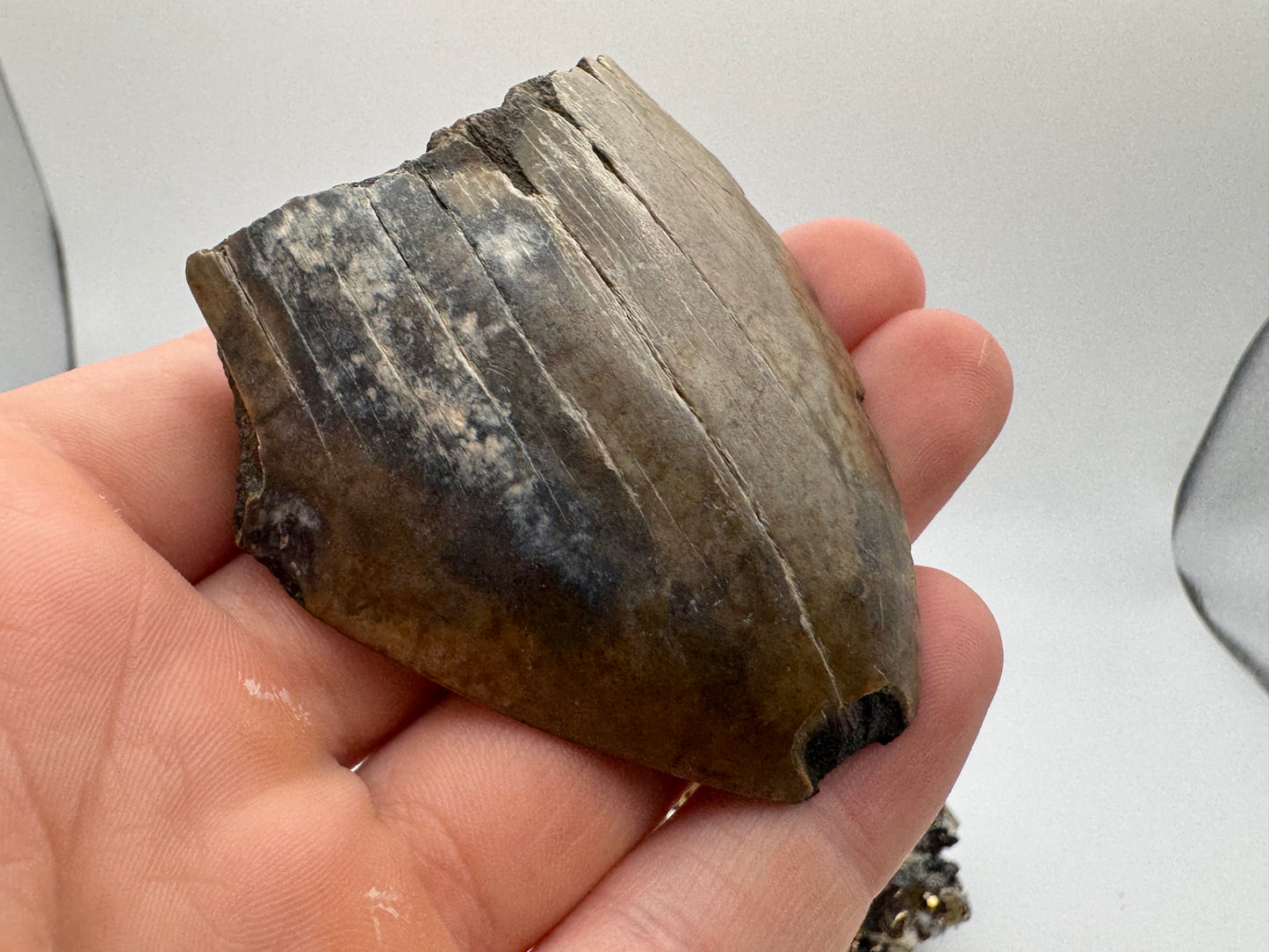 megalodon tooth