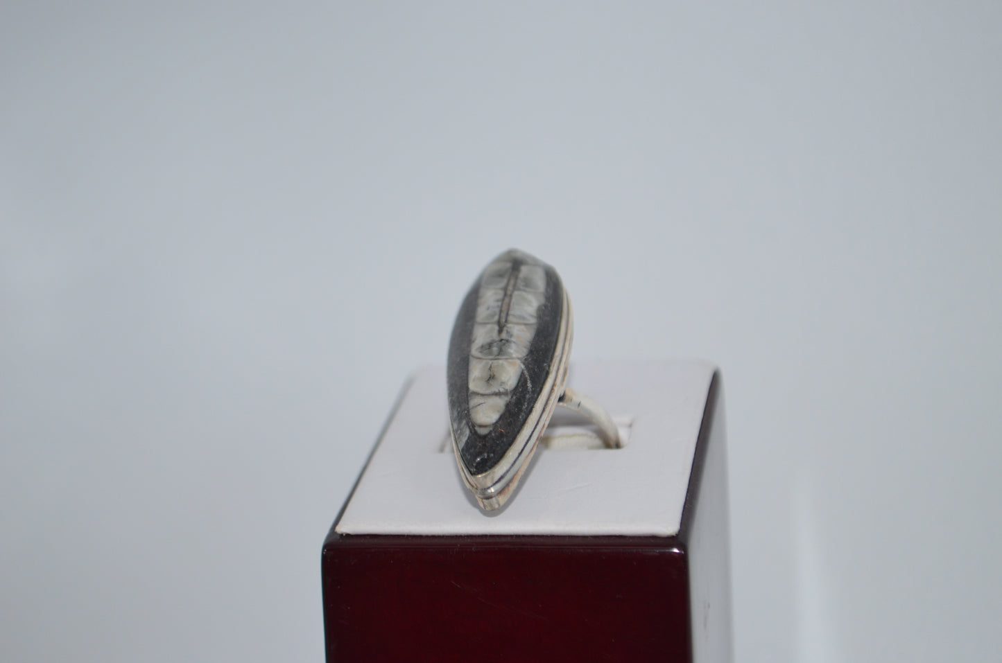 fossil ring