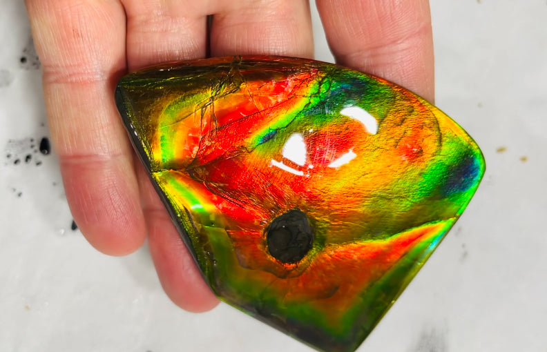 AAA+ Ammolite gemstone with dinasour bite