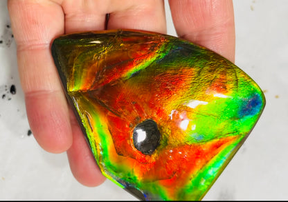 AAA+ Ammolite gemstone with dinasour bite