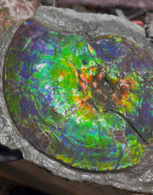Alberta ammonite fossil Rare (intercalare)