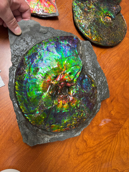 Alberta ammonite fossil Rare (intercalare)
