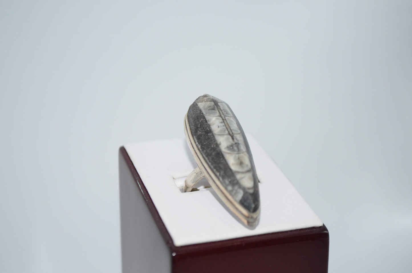 fossil ring