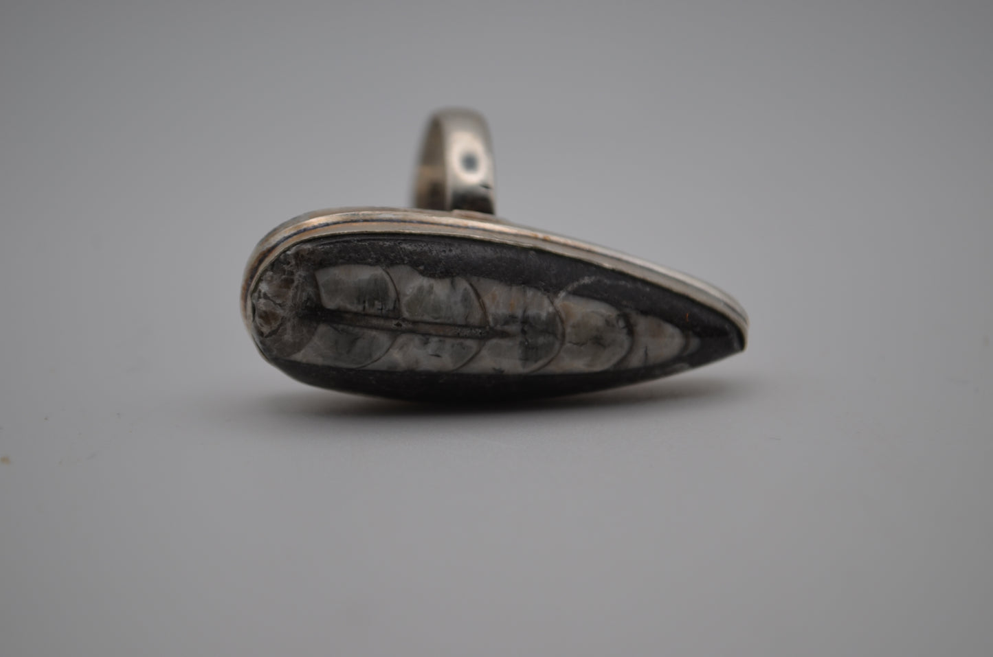 fossil ring