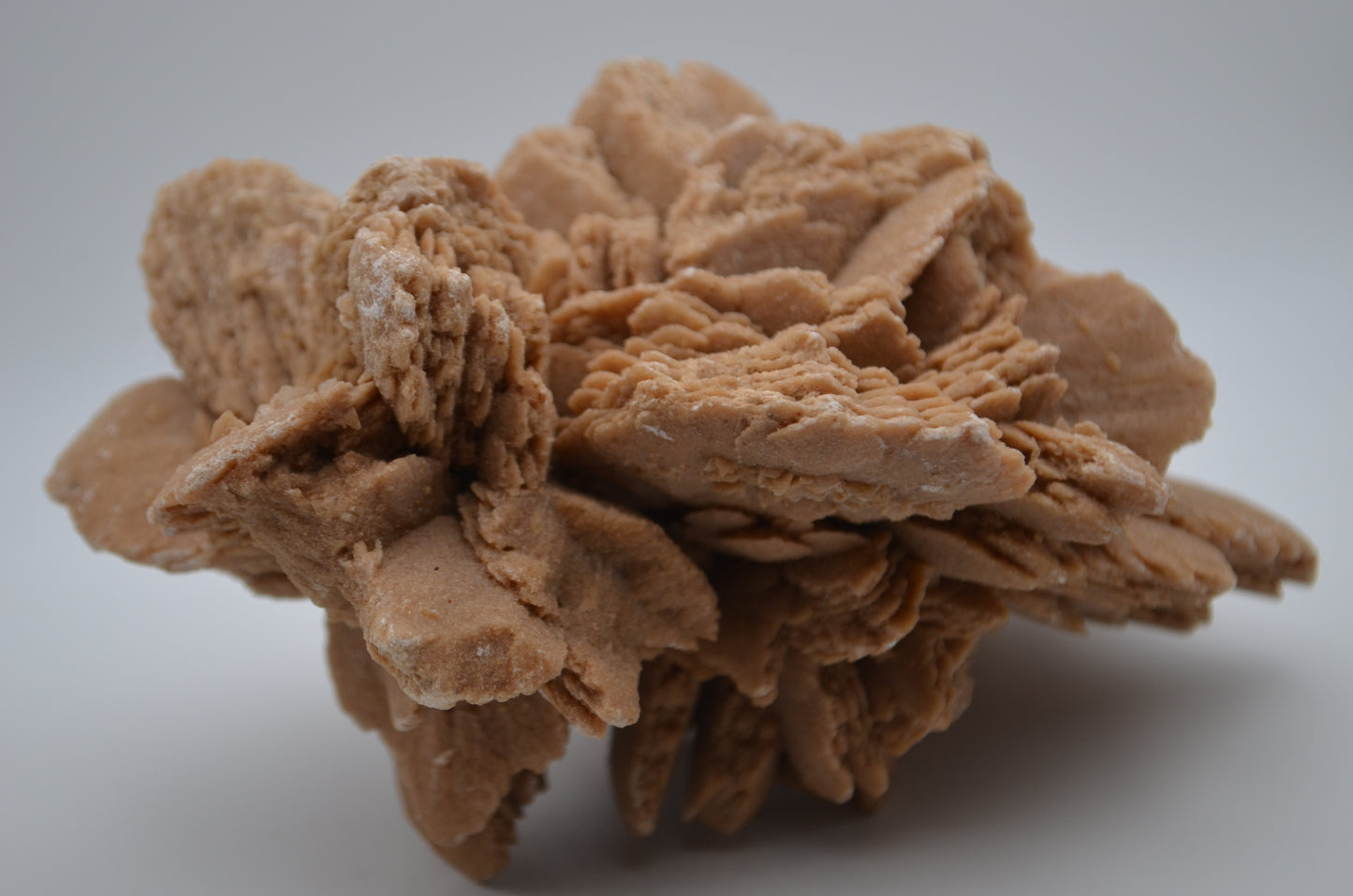 desert rose