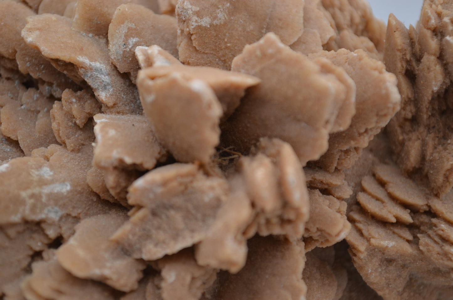 desert rose