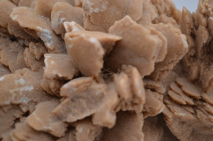 desert rose