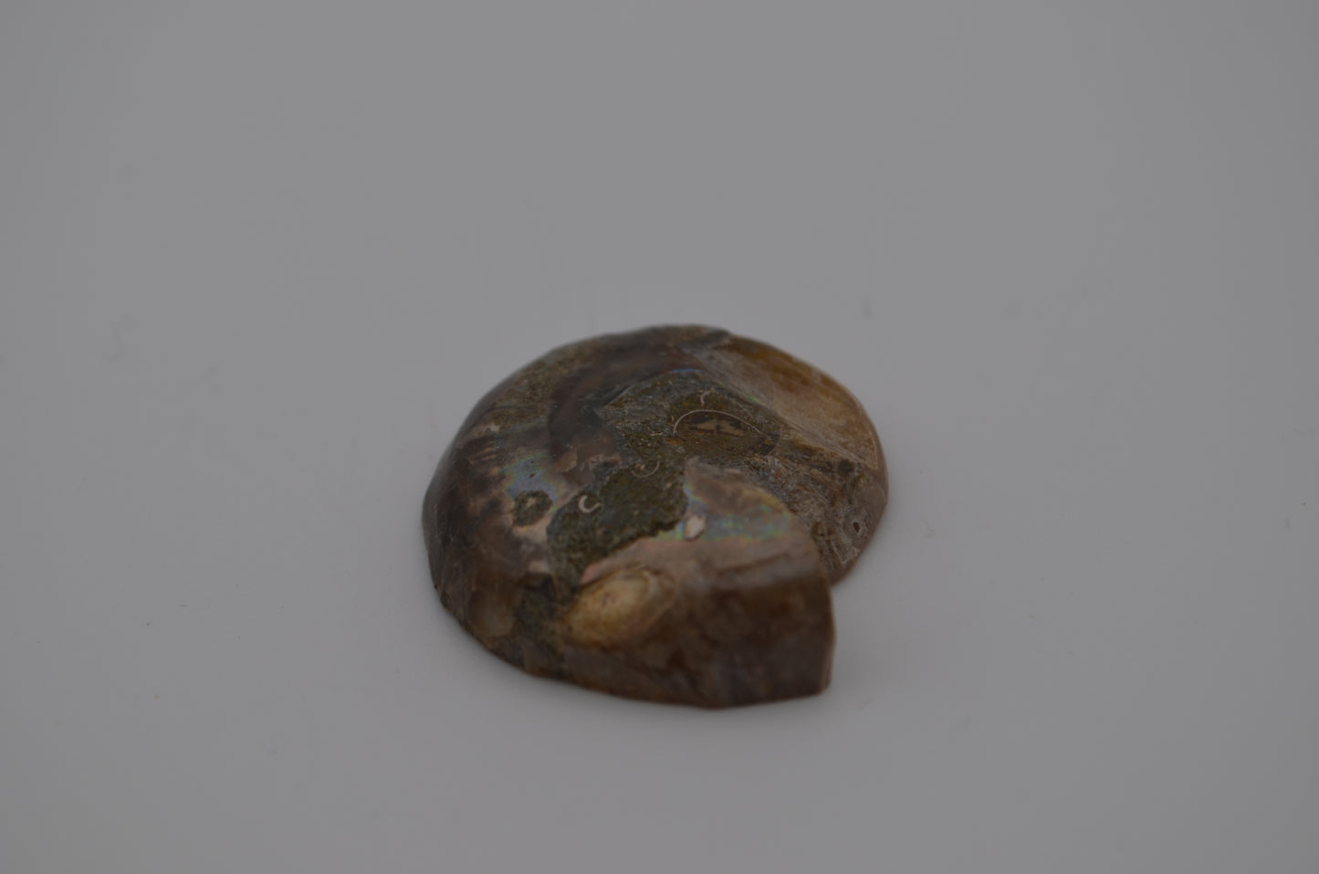 Baby ammonite