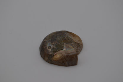 Baby ammonite