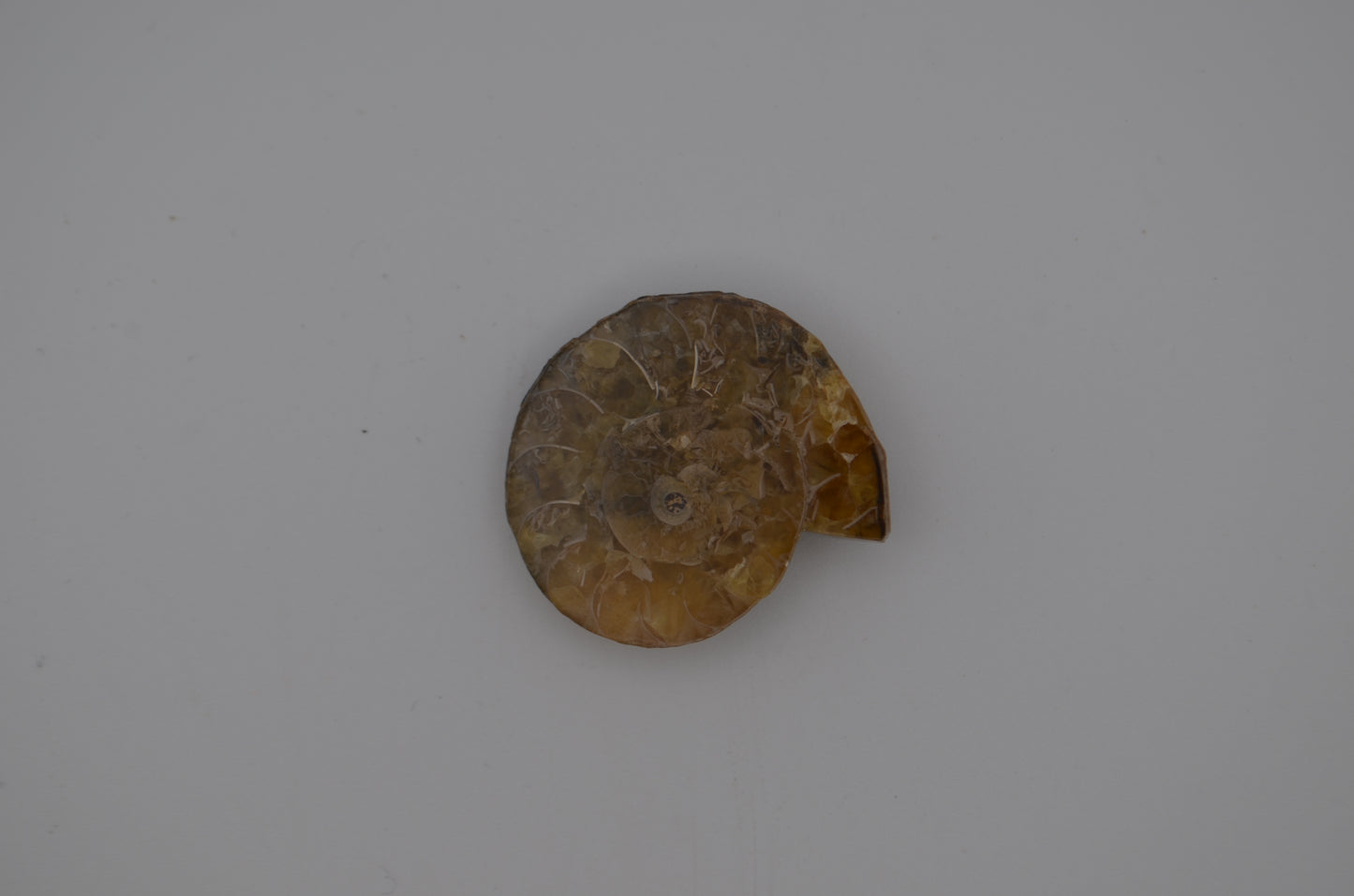 Baby ammonite