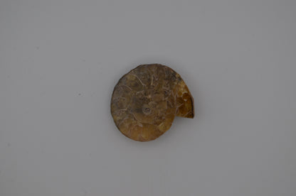 Baby ammonite