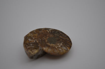 baby ammonite