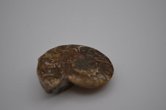 baby ammonite