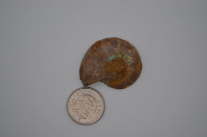 baby ammonite