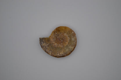 baby ammonite
