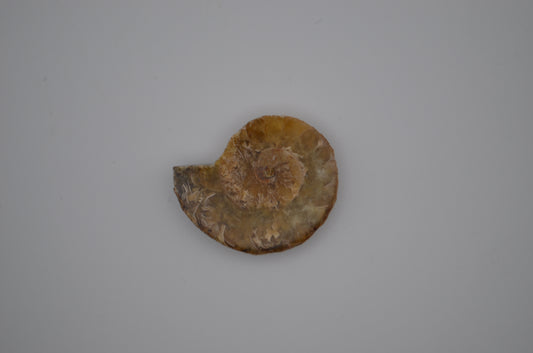 baby ammonite