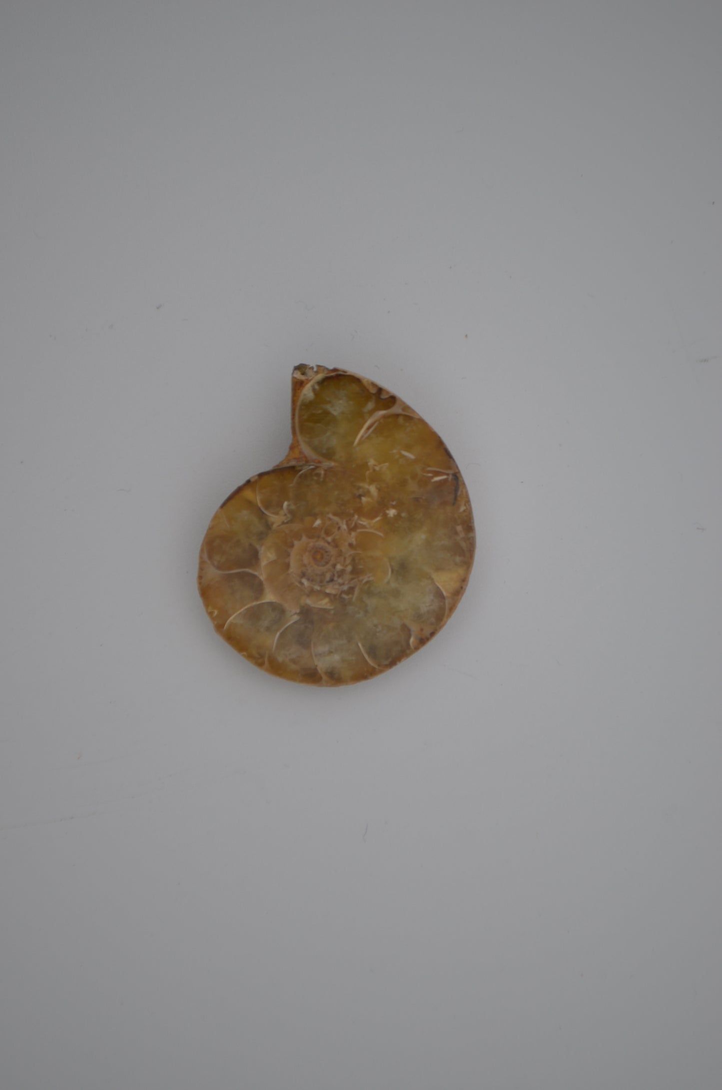 baby ammonite