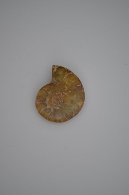 baby ammonite