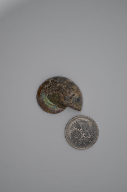 baby ammonite