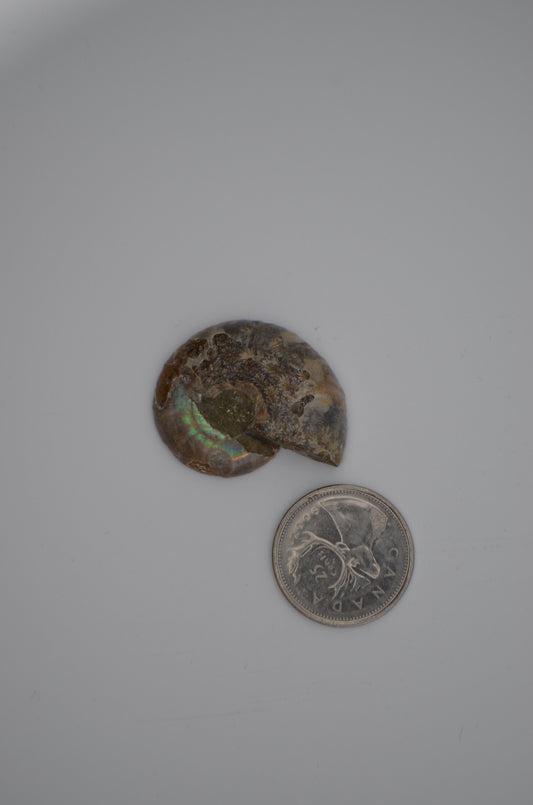 baby ammonite