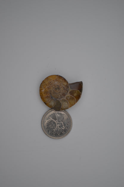 baby ammonite