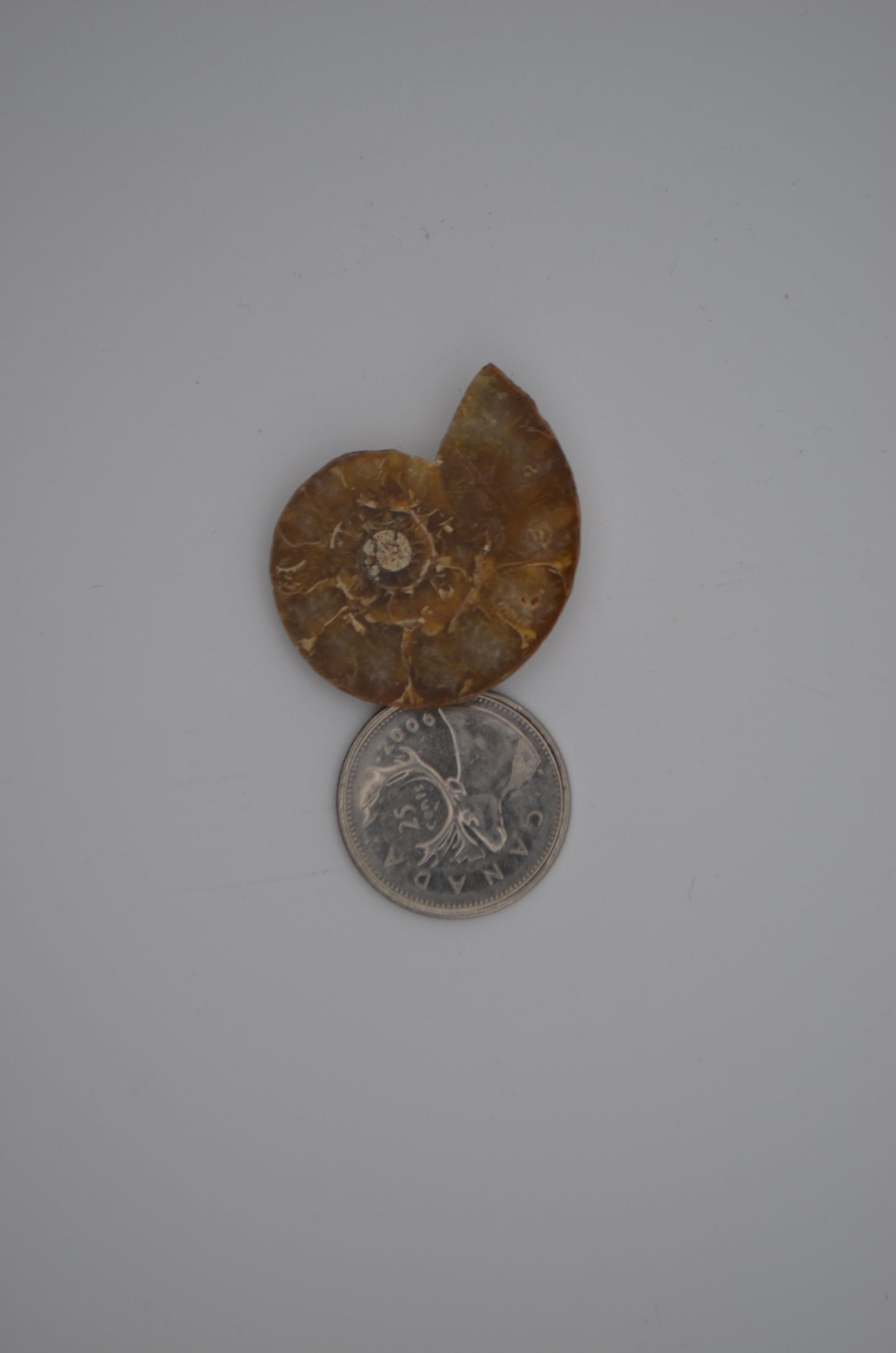 baby ammonite