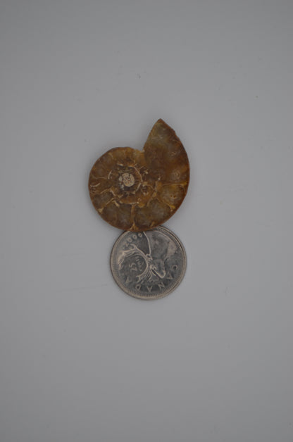 baby ammonite