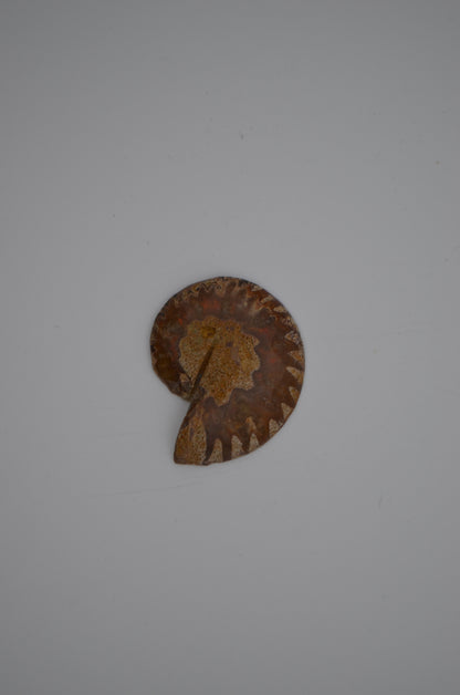 baby ammonite