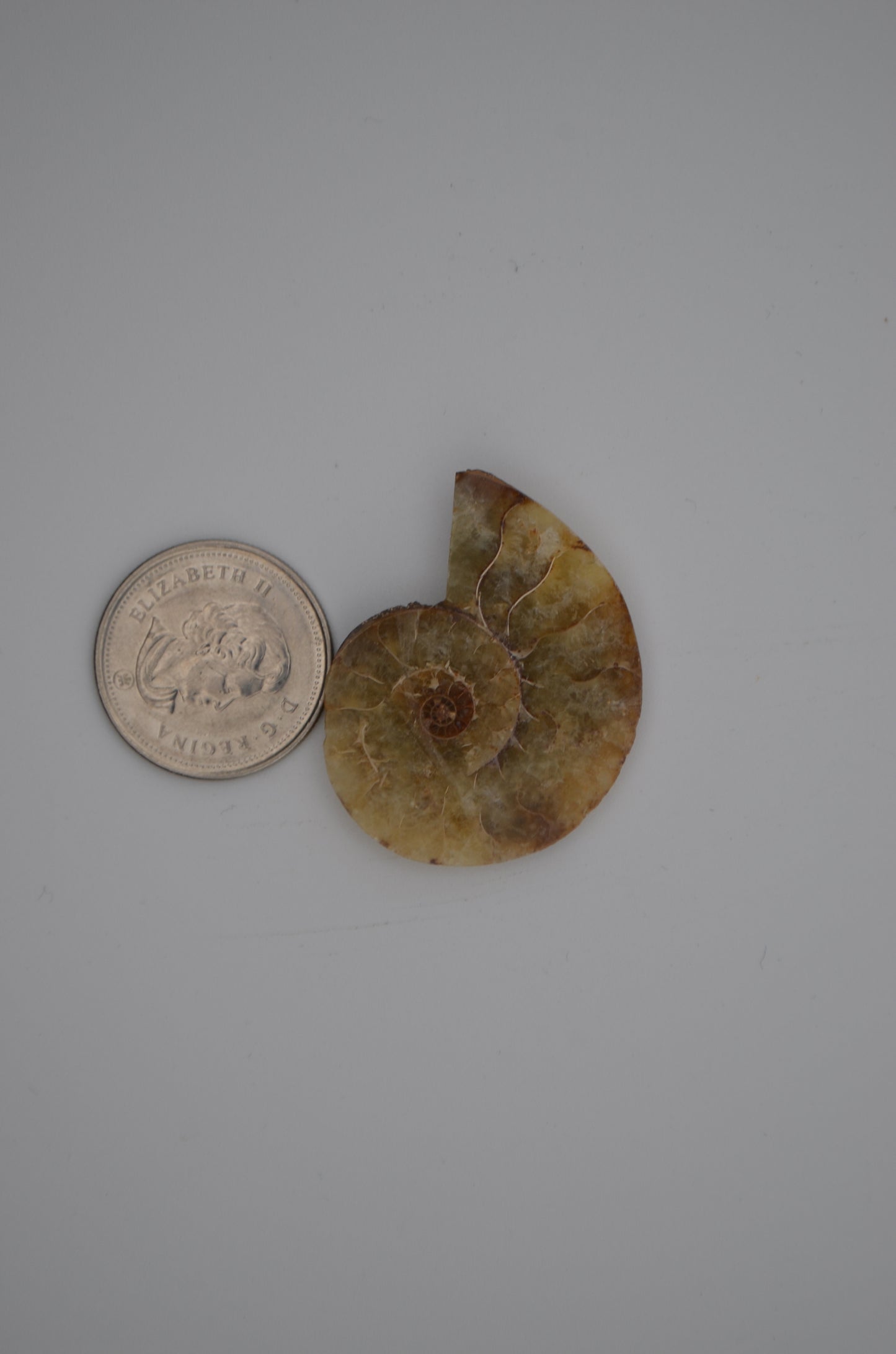 baby ammonite