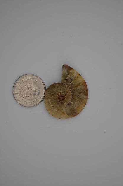 baby ammonite